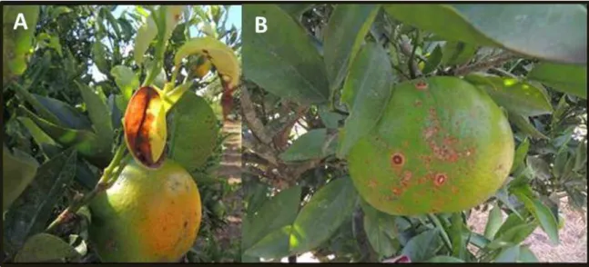 Figura 2. Sintomas característicos de mancha marrom de  alternaria em (A) folha e  (B) fruto de tangelo Nova (Foto: M