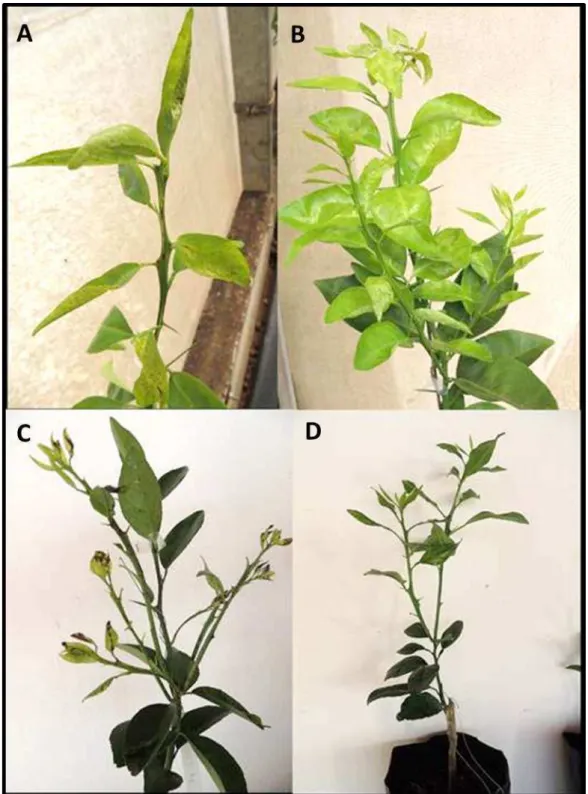 Figura 5.  Sintomas de MMA em folhas jovens de plantas dos híbridos (A) TM x LP  258, (B) TM x LP 225, (C) TM x LP 265 e (D) planta assintomática de TM x LP 107,  em 72 horas após a inoculação do fungo