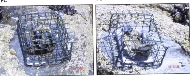 Figure  7.  Example  of  one  replicate  of  each treatment  of the  manipulative experiment of predation