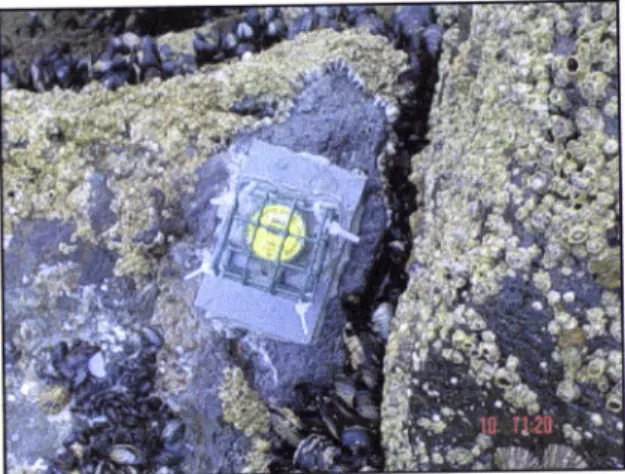 Figure  8.  TidBitru  logger  used during  the  manipulative  experiment  of  predation'