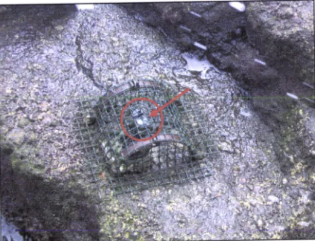 Figure  í0.  Thermochoron@  ibutton Íixed  in  a  control cage  of  the manipulative  experiment  of thermalstress.