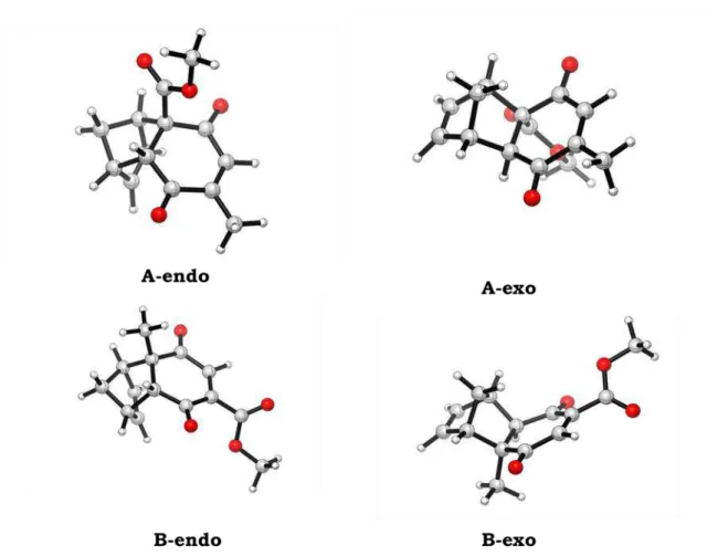 Figura 6:  Estruturas otimizadas para os cicloadutos das reações de Diels-Alder  entre 2 e 17 