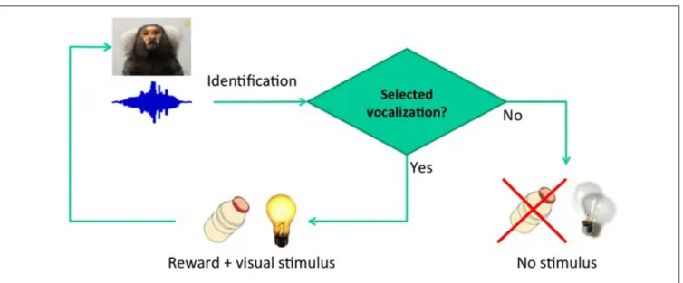 FIGURE 1 | Basic conditioning paradigm. The delay between vocalization and reward was fixed at 2 s