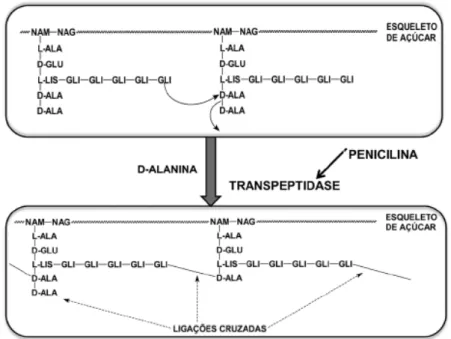 Figura 1.4: Formação da ligação cruzada para a construção da parede celular de  bactérias 26 