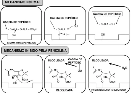 Figura 1.6: Mecanismo de ação normal e mecanismo inibido pela molécula de  penicilina 26 
