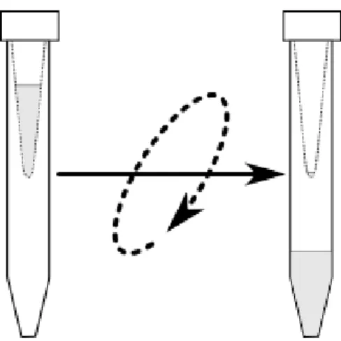 Figure 5. Centrifugation step of the encapsulation efficiency assessment methodology. 