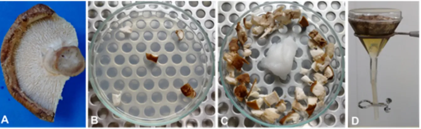 Figure 2: Shiitake mushroom processing for fungi and associated nematodes detection.  
