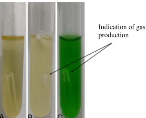 Figure 3: Shiitake samples fecal and thermotolerant coliforms growth assessment. A)  Lactated broth displaying neither fermentation nor gas production (no growth was observed);  