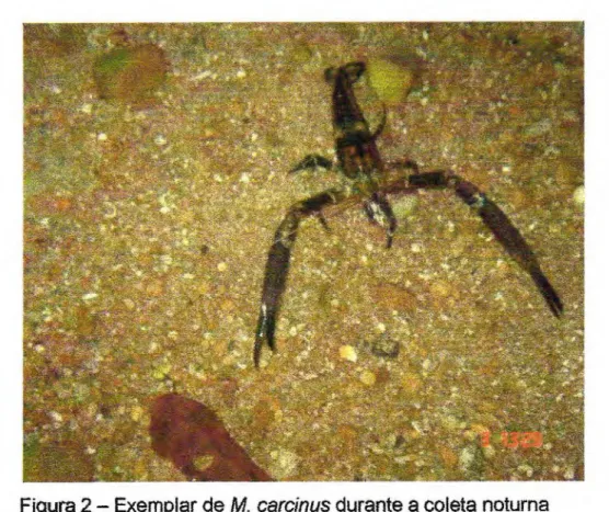 Figura 2 — Exemplar de M. carcinus durante a coleta noturna 