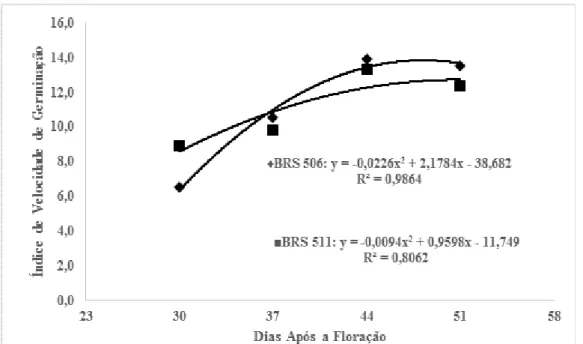 Figura 1: Índice de velocidade de germinação de sementes de sorgo sacarino (BRS 506 e BRS 511) em função  da época de colheita