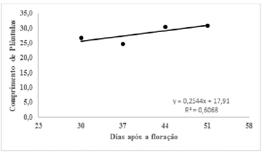 Figura 2: Comprimento total de plântulas oriundas de sementes de sorgo sacarino (BRS 506 e BRS 511)  em função da época de colheita
