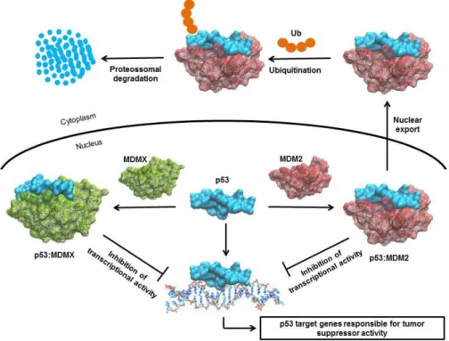 Figure  5  -  Regulation  of  p53  by  MDM2  and  MDMX  through  autoregulatory  feedback  loop