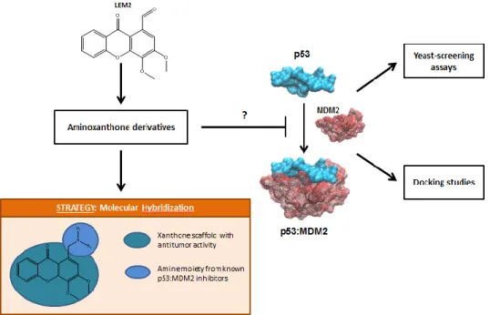 Figure 11 - Schematic representation of the main aims of the present dissertation. 