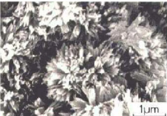 Figura 2.2 – Micrografia Eletrônica de Varredura do cimento Portland após 10 h de  hidratação [MONTEIRO, 2002] 