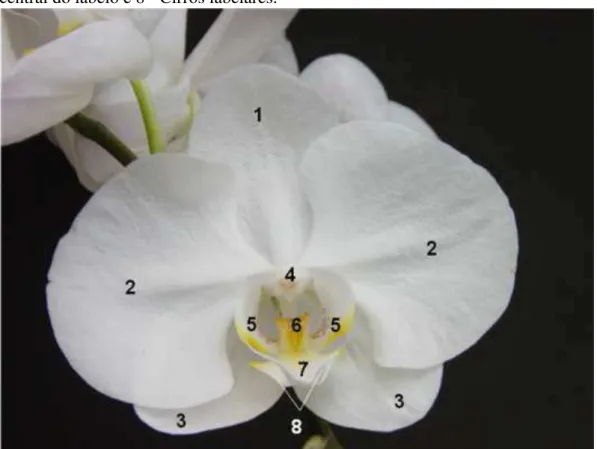 Figura  1  -  Peças  florais  e  detalhes  do  labelo  de  híbrido  de  Phalalaenopsis  amabilis  Blume:  1  -  Sépala  dorsal,  2  -  Pétalas  laterais,  3  -  Sépalas  laterais,  4  -  Ginostêmio ou coluna, 5 - Lóbulos laterais do labelo, 6 - Calo labela