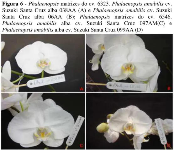 Figura 6 - Phalaenopsis matrizes do cv. 6323. Phalaenopsis amabilis cv. 