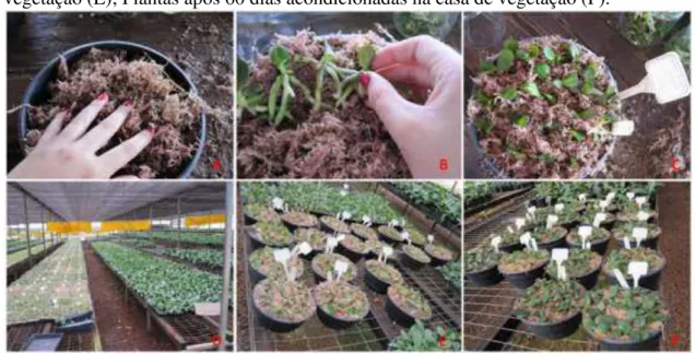 Figura  8:  Preparação  do  vaso  para  o  plantio  das  mudas  dos  dois  cultivares  de  Phalaenopsis  amabilis  (A);  Plantio  das  mudas  (B);  Vaso,  ao  final  do  plantio,  identificado com plaqueta (C); Casa de vegetação (D); Vasos na bancada da ca