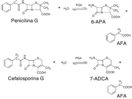 Figura 2.2- Conversão enzimática da penicilina G e cefalosporina G em 6-APA e 7-ADCA,  liberando ácido fenil acético como produto secundário comum