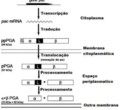 Figura 2.6 - Esquema geral de síntese e processamento de PGA em E. coli. O gene pac  codifica um precursor polipeptídico de 94 kDa (ppPGA) que consiste em um peptídeo sinal  (S), uma subunidade ( α ), um peptídeo espaçador (L) e uma subunidade ( β )