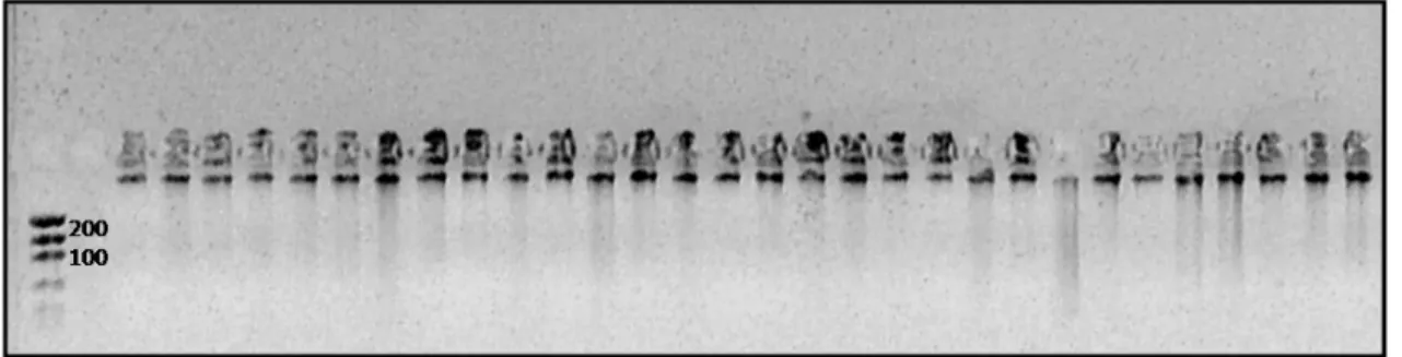 Figura 2 :  gel de agarose 1%  para quant ificação de 30 am ost ras de DNAs de L.vannam ei obt idas com  a m et odologia de Alj anabi e Mart inez ( 1997)  