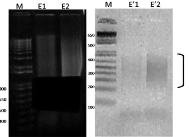 Figura  4 :  Gel de agarose 1,5%  evidenciando, m arcador de peso m olecular ( M) , os  fragm ent os eluídos do gel ( E1 e E2)  e o produt o da reação de ligação dos fragm ent os de  int eresse com  os adapt adores dupla fit a ( E’1 e E’2) 