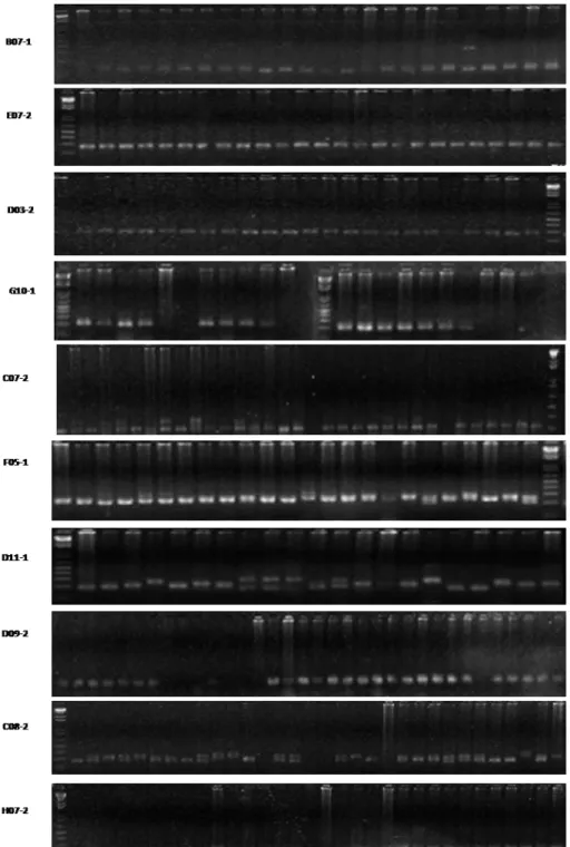 Figura  6:  Géis de agarose 2% , evidenciando os produtos de am plificação obtidos para  diferent es exem plares de L