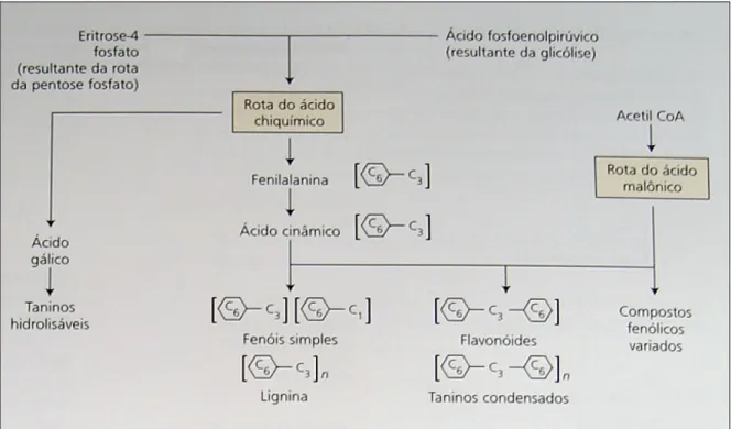 Figura  3.  Compostos  fenólicos  de  origem  vegetal  são  sintetizados  pelas  rotas  do  ácido  chiquímico e do ácido malônico (TAIZ e ZEIGER, 2010)