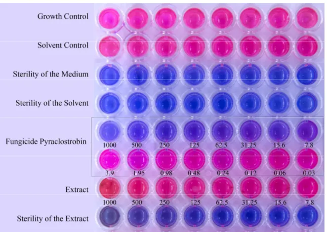 Figure 2. Fungicidal activity against Alternaria alternata conidia in RPMI medium using  resazurin  dye  as  indicator