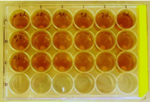Figura 5.  Placa  de poliestireno de 24 poços, utilizada para a  formação  in  vitro de biofilme bacteriano sobre as superfícies das amostras