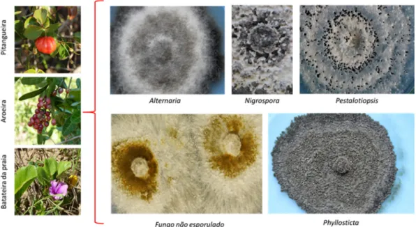 Figura 4: Variabilidade encontrada entre fungos endofíticos e espécies vegetais de quatro  diferentes restingas do norte fluminense, RJ