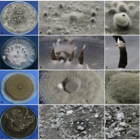 Figura 5: Registro fotográfico das colônias de fungos mantidos pela Micoteca do Laboratório de  Química e Biomoléculas (LAQUIBIO)