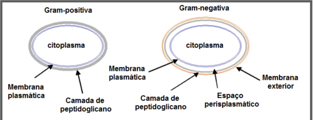 Figura 13  –  Diferença na parede celular entre bactérias gram-negativas e gram-positivas 