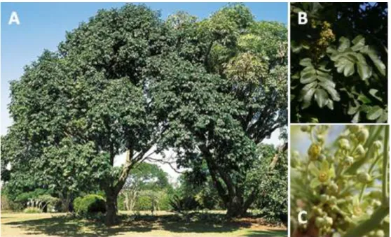 Fig. 1.11- Trichilia emetica: A – árvore; B –folhas; C - flor.  