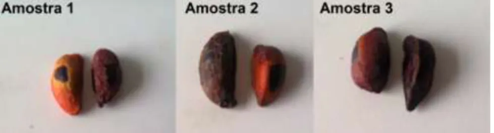 Fig. 3.1- Amostras de sementes de mafurra, importadas de Moçambique, em diferentes datas: 