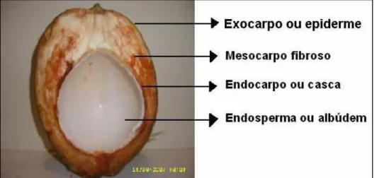 Figura 6. Estrutura Interna do Coco Verde   seção vertical. 