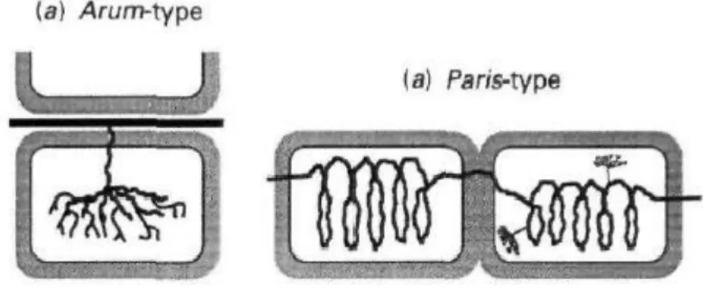 Figura 2. Estrutura dos tipos de morfologia de FMA observados em plantas.  