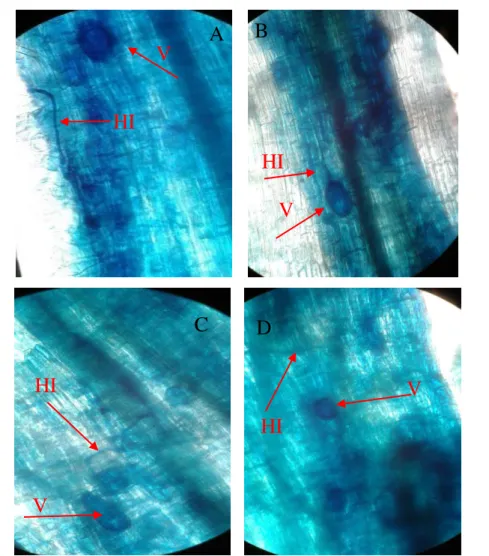 Figura 3. Fotomicrografias das raízes das plantas de acerola coletadas nas áreas 1 (A), 2 (B),  3 (C) e 4 (D), respectivamente, após a coloração radicular