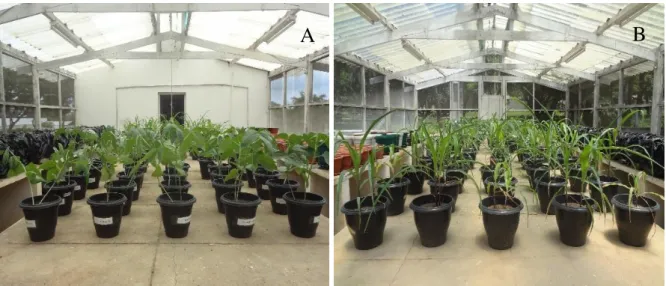 Figura  2.  Condução  dos  experimentos  em  casa  de  vegetação  para  as  culturas  do  feijão  de  corda (A) e milho (B).