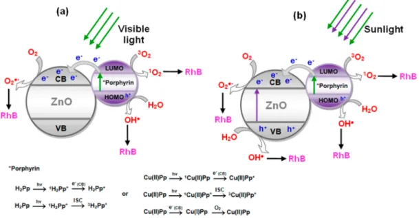 Figure 7. Proposed mechanism for reactive species formation by photocatalysts under visible light (a) and natural sunlight (b).