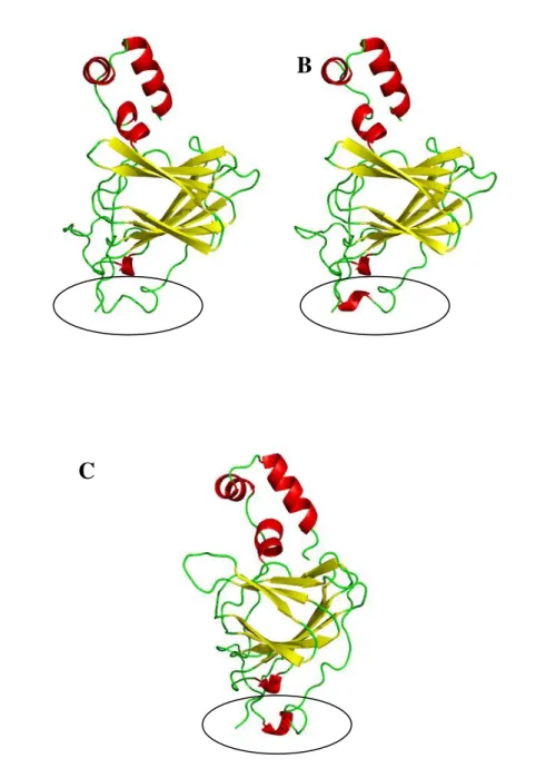 Figura 13. Modelos das estruturas tridimensionais de GLCp2 obtidos por diferentes  plataformas