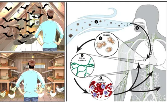 Figura 2. Ciclo biológico de H. capsulatum 