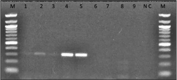 Figura 10. Detecção do gene RYP1 em H. capsulatum de cultura e espécimes clínicos. 