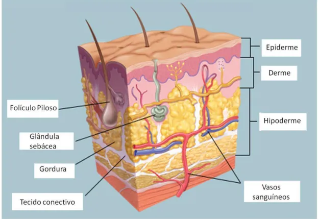 Figura 1 - Histologia da pele. 