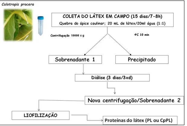 Figura 7. Fluxograma de obtenção das proteínas solúveis do latex de Calotropis  procera