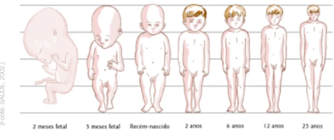 Figura 07. Ritmos de crescimento nas diversas partes do corpo (até aos 25 anos). 