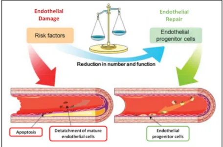 Figure 1 - Counterbalancing of endothelial damage with the regenerative capacity. Image obtained from  Fadini  et al