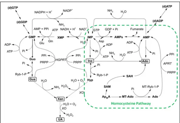 Figure  33  -  Purine  metabolism  emphasizing  the  link  with  homocysteine  pathway