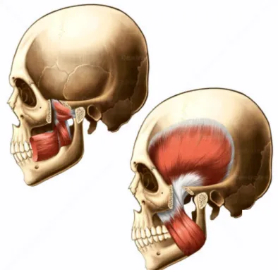 Fig 8: Modelação dos músculos elevador depressores da mandibula (Centralx Atlas)  