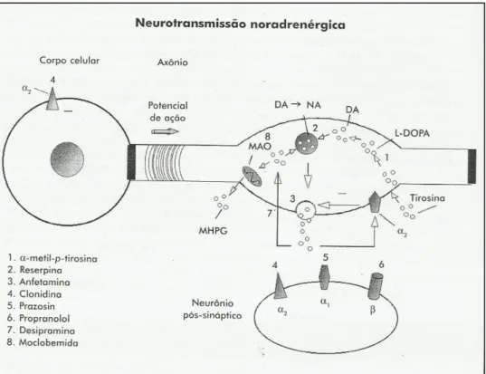Figura 4: neurotransmissão noradrenérgica. 