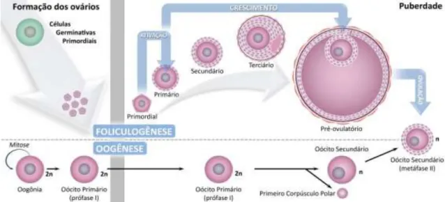 Figura 5  –  Desenho esquemático dos processos de oogênese e foliculogênese.  